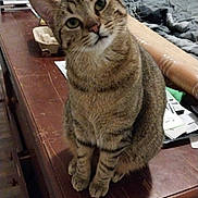 Jelly Bean joined the competition — help win amazing prizes! cat, tabby, pet, animal, wooden_table, indoor, furniture, curious, head_tilt, bed, blanket, clutter, domestic, whiskers, ears, sitting, fur, eyes, paw, table