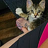 Monroe joined the competition — help win amazing prizes! animal, cat, closeup, curious, ears, fabric, feline, foot, indoor, kitten, lap, nail_polish, paw, person, pet, resting, tabby, tattoo, texture, whiskers