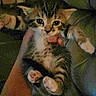 Monroe joined the competition — help win amazing prizes! animal, cat, couch, cute, domestic, eyes, fur, furniture, furry, hand, holding, indoor, kitten, mammal, paws, pet, small, striped, tabby, young