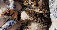 Monroe joined the competition — help win amazing prizes! adorable, animal, blanket, cat, cozy, cute, domestic_animal, feline, fur, kitten, mammal, paw, pet, relaxed, resting, sleeping, snuggling, tabby, whiskers, young