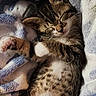 adorable, animal, blanket, cat, cozy, cute, domestic_animal, feline, fur, kitten, mammal, paw, pet, relaxed, resting, sleeping, snuggling, tabby, whiskers, young