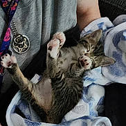 Monroe is registered to the contest to win money with this photo: blanket, cat, comfort, cozy, cute, feline, fur, grey_shirt, hand, indoor, kitten, lanyard, nap, paw, person, relax, resting, sleeping, soft, tabby
