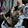 blanket, cat, comfort, cozy, cute, feline, fur, grey_shirt, hand, indoor, kitten, lanyard, nap, paw, person, relax, resting, sleeping, soft, tabby