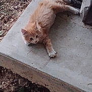 Orange Fluff is registered to the contest to win money with this photo: cat, kitten, orange_cat, ginger, fluffy, feline, animal, pet, stretching, lying_down, paw, whiskers, ears, eyes, outdoor, garden, concrete, step, soil, curious