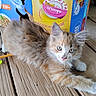 Orange Fluff joined the competition — help win amazing prizes! cat, kitten, fluffy, long_hair, calico, gray_fur, orange_fur, blue_eyes, pet, animal, feline, lying_down, outdoor, wooden_deck, porch, cardboard_box, cat_food, treats, portrait, cute