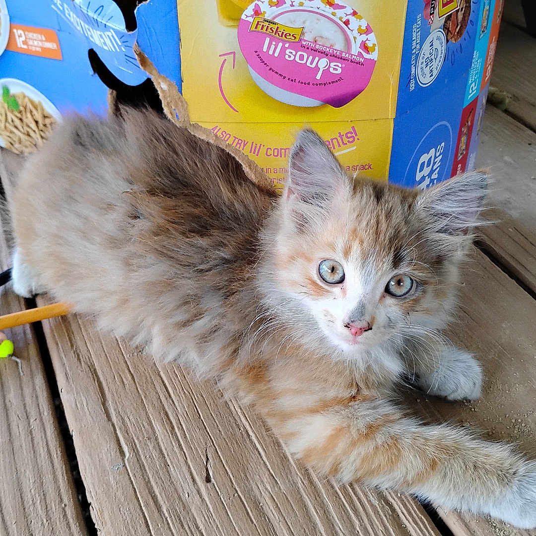 Orange Fluff joined the competition — help win amazing prizes! cat, kitten, fluffy, long_hair, calico, gray_fur, orange_fur, blue_eyes, pet, animal, feline, lying_down, outdoor, wooden_deck, porch, cardboard_box, cat_food, treats, portrait, cute