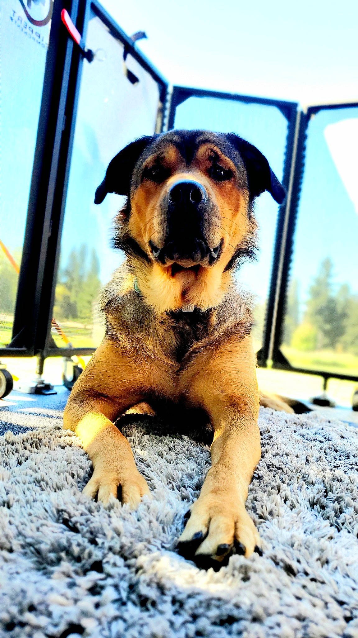 Brooklynn joined the competition — help win amazing prizes! canidae, carnivore, collar, companion_dog, dog, dog_breed, fawn, grass, guard_dog, paw, plant, puppy, sky, snout, sporting_group, terrestrial_animal, tree, whiskers, working_animal, working_dog