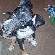 Cosmo is registered to the contest to win money with this photo: puppy, dog, carpet, toy, chew_toy, sock, floor, black, brown, white, curious, pet, indoor, playful, young_dog, animal, ears, sitting, looking_up, cute