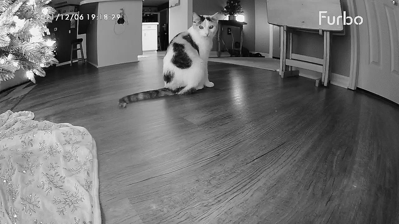 Nala is registered to the contest to win money with this photo: black, black_and_white, carnivore, cat, companion_dog, event, felidae, floor, flooring, hardwood, laminate_flooring, monochrome, monochrome_photography, small_to_medium_sized_cats, style, tail, varnish, whiskers, white, wood