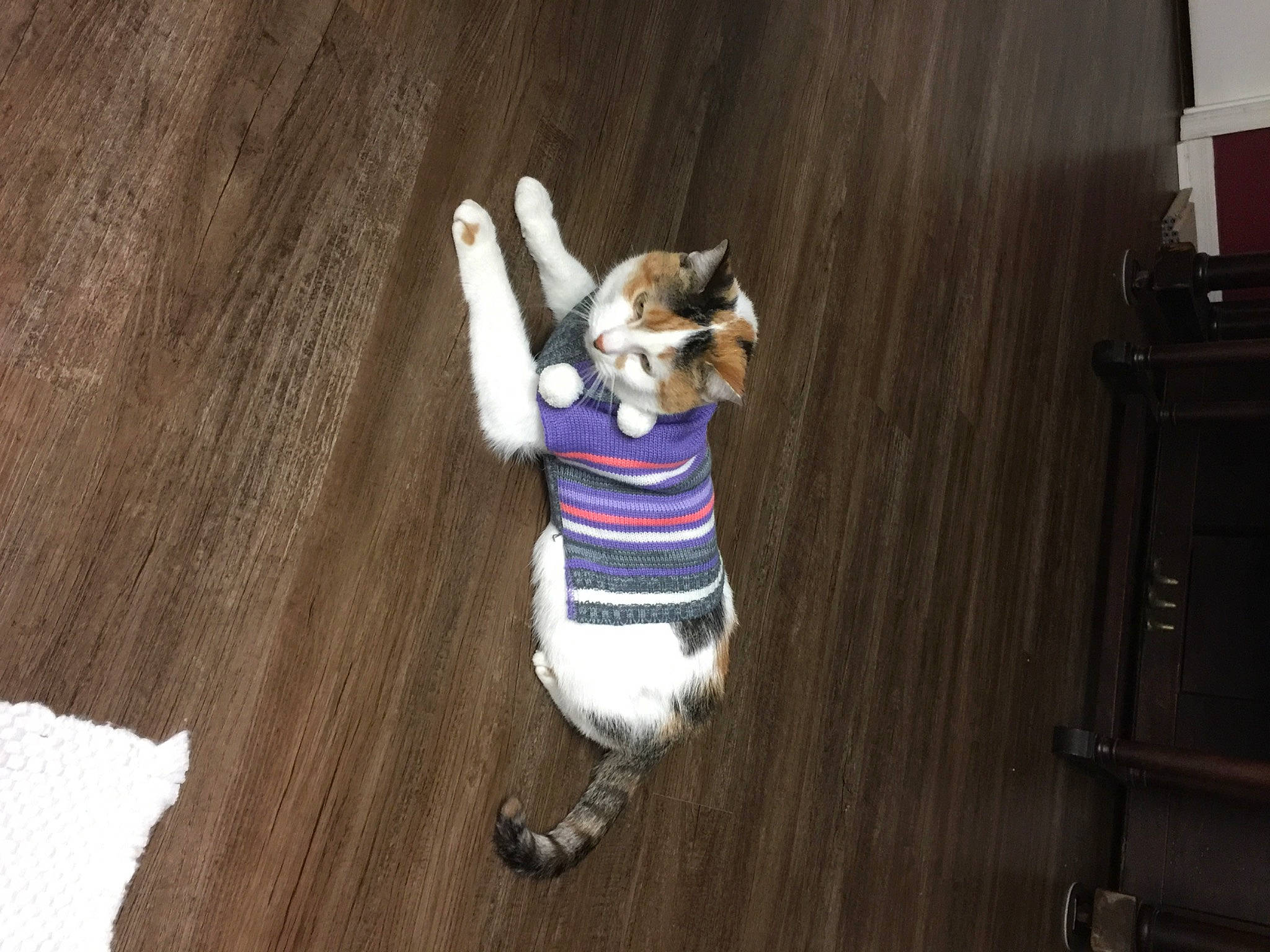 Nala is registered to the contest to win money with this photo: canidae, carnivore, companion_dog, dog, dog_breed, dog_clothes, dog_supply, fawn, felidae, floor, flooring, fun, fur, hardwood, sporting_group, sportswear, t_shirt, tail, thigh, wood