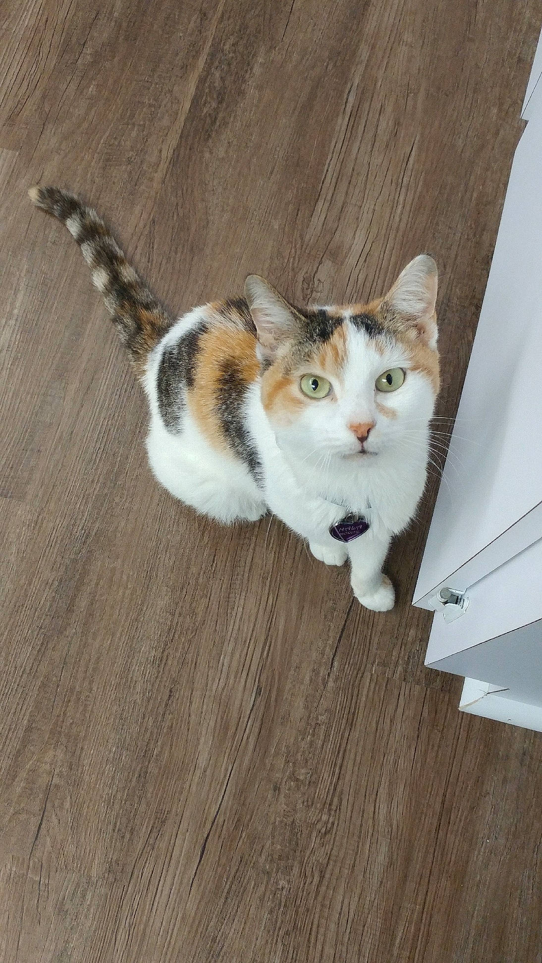 Nala is registered to the contest to win money with this photo: brown, carnivore, cat, domestic_short_haired_cat, felidae, flooring, fur, hardwood, laminate_flooring, plywood, small_to_medium_sized_cats, tail, terrestrial_animal, varnish, whiskers, wood, wood_flooring, wood_stain