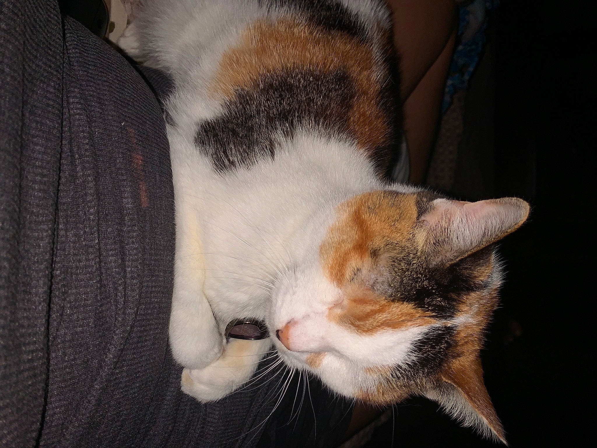 Nala is registered to the contest to win money with this photo: carnivore, cat, comfort, domestic_short_haired_cat, felidae, fur, head, nap, paw, small_to_medium_sized_cats, snout, tail, whiskers