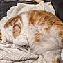animal, blanket, cat, couch, cozy, cute, domestic_cat, feline, fluffy_fur, fur, indoor, leather, orange_cat, paws, pet, relaxed, resting, sleeping_cat, whiskers, white_cat
