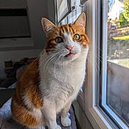 Renoir participe au concours pour gagner de l'argent avec cette photo : animal, cat, closeup, cozy, curious, domestic, feline, fur, indoor, light, natural_light, orange_and_white, perch, pet, portrait, sitting, soft, sunlight, whiskers, window