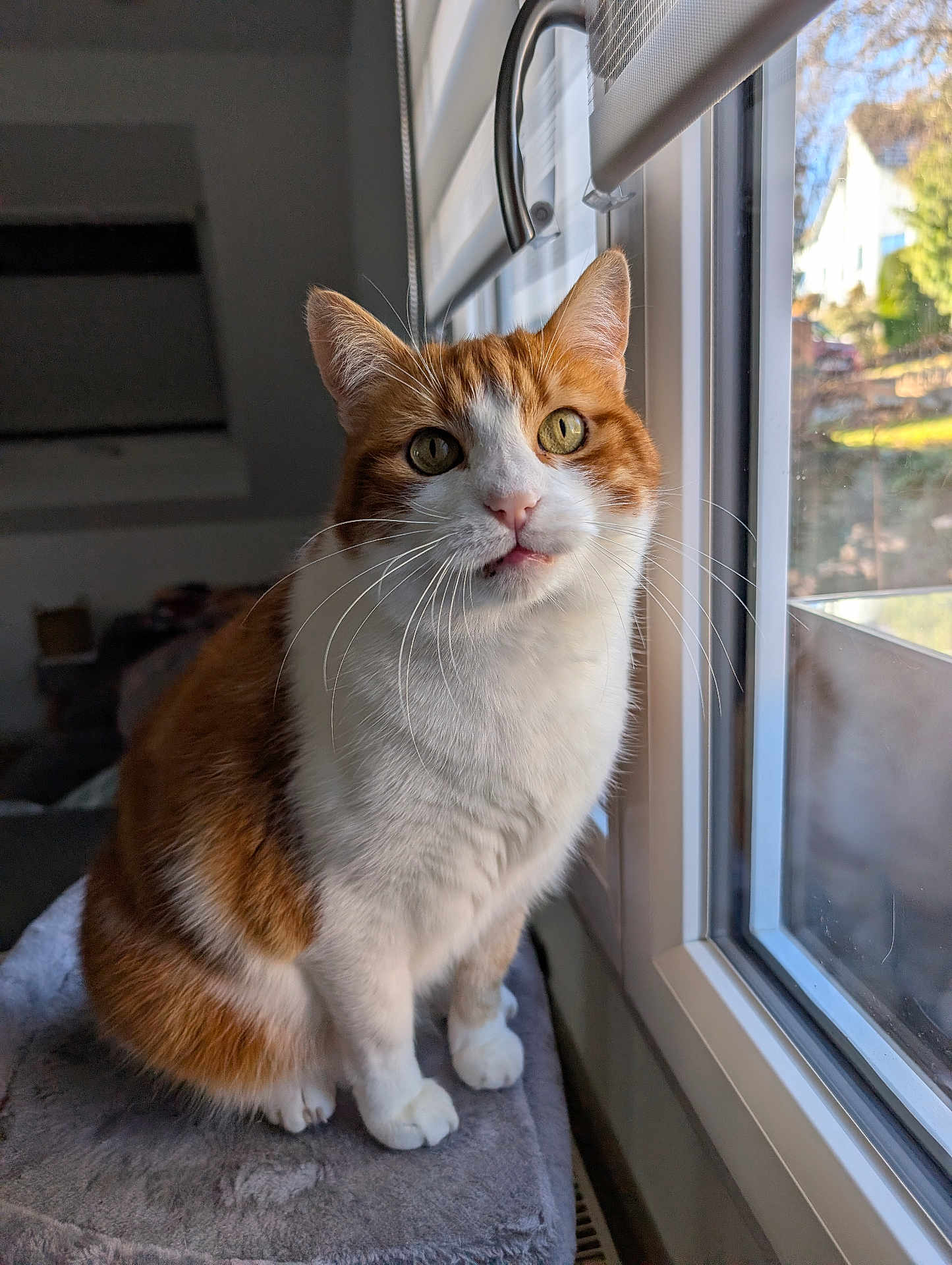 Renoir participe au concours pour gagner de l'argent avec cette photo : animal, cat, closeup, cozy, curious, domestic, feline, fur, indoor, light, natural_light, orange_and_white, perch, pet, portrait, sitting, soft, sunlight, whiskers, window
