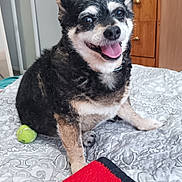 Arty joined the competition — help win amazing prizes! dog, pet, indoor, bed, blanket, tennis_ball, fur, happy, tongue_out, smiling, wooden_dresser, room, cozy, black_fur, white_fur, tan_fur, playing, domestic_animal, cute, companion