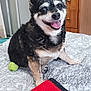 dog, pet, indoor, bed, blanket, tennis_ball, fur, happy, tongue_out, smiling, wooden_dresser, room, cozy, black_fur, white_fur, tan_fur, playing, domestic_animal, cute, companion