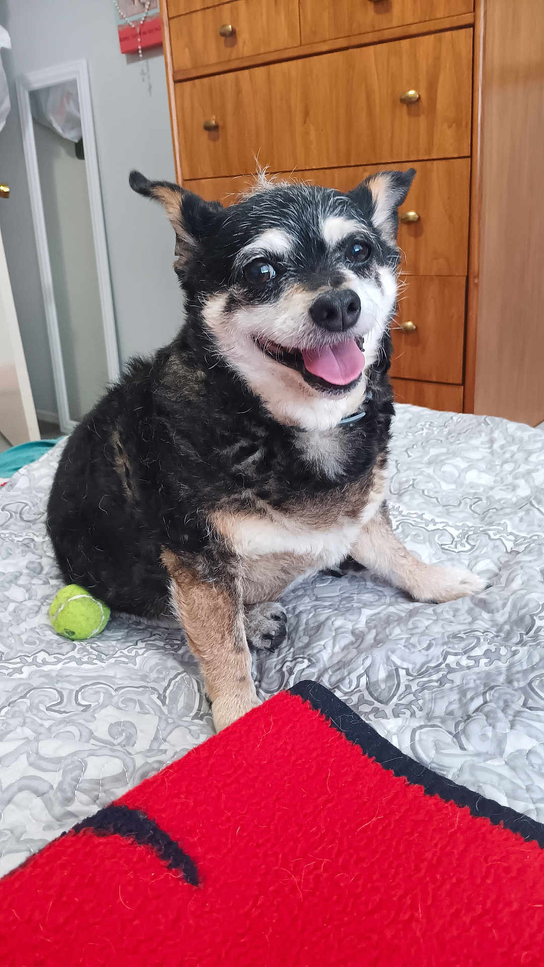 Arty joined the competition — help win amazing prizes! dog, pet, indoor, bed, blanket, tennis_ball, fur, happy, tongue_out, smiling, wooden_dresser, room, cozy, black_fur, white_fur, tan_fur, playing, domestic_animal, cute, companion