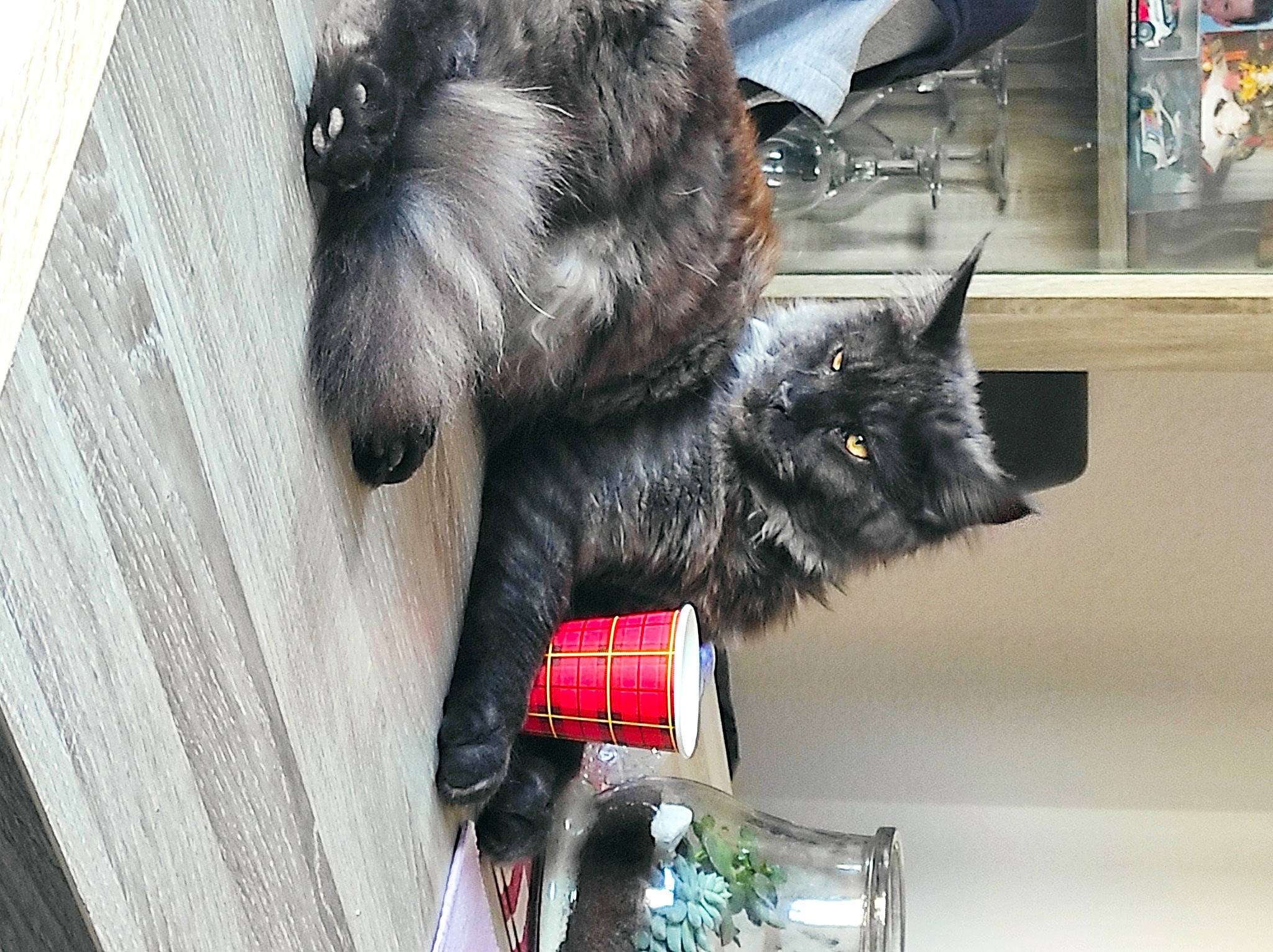 Spirit participe au concours pour gagner de l'argent avec cette photo : black_cat, bombay, canidae, carnivore, cat, claw, collar, dog_breed, domestic_short_haired_cat, felidae, fur, grey, paw, small_to_medium_sized_cats, snout, tail, whiskers