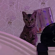 Manis joined the competition — help win amazing prizes! cat, tabby_cat, furniture, wallpaper, indoor, purple_lighting, pet, curious, animal, domestic_cat, household_items, decor, perched, looking, mammal, feline, close_up, portrait, cute, home