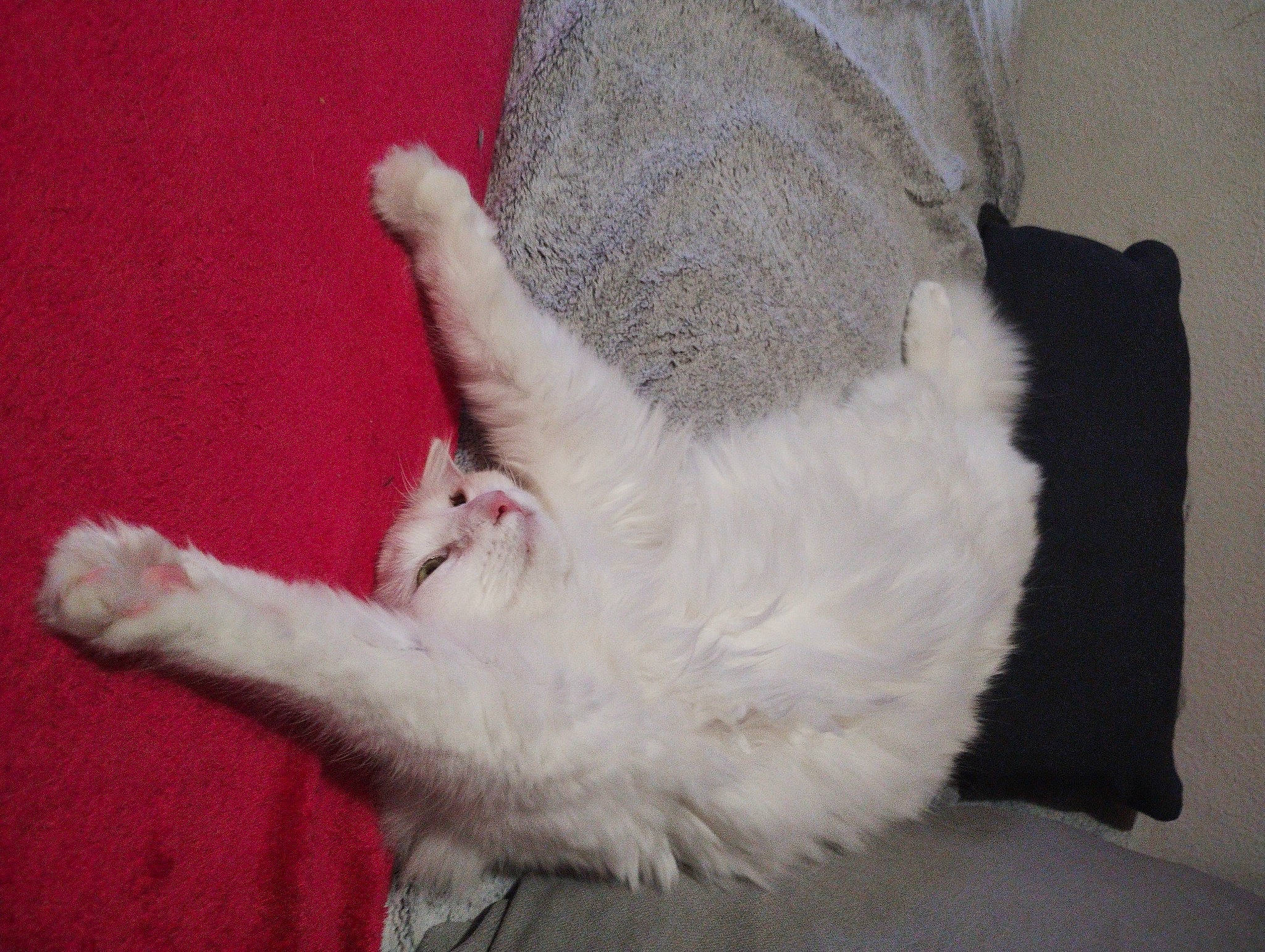 Cléopâtre participe au concours pour gagner de l'argent avec cette photo : carnivore, cat, claw, comfort, dog_breed, domestic_short_haired_cat, fawn, felidae, foot, fur, gesture, human_leg, paw, small_to_medium_sized_cats, snout, tail, toe, whiskers