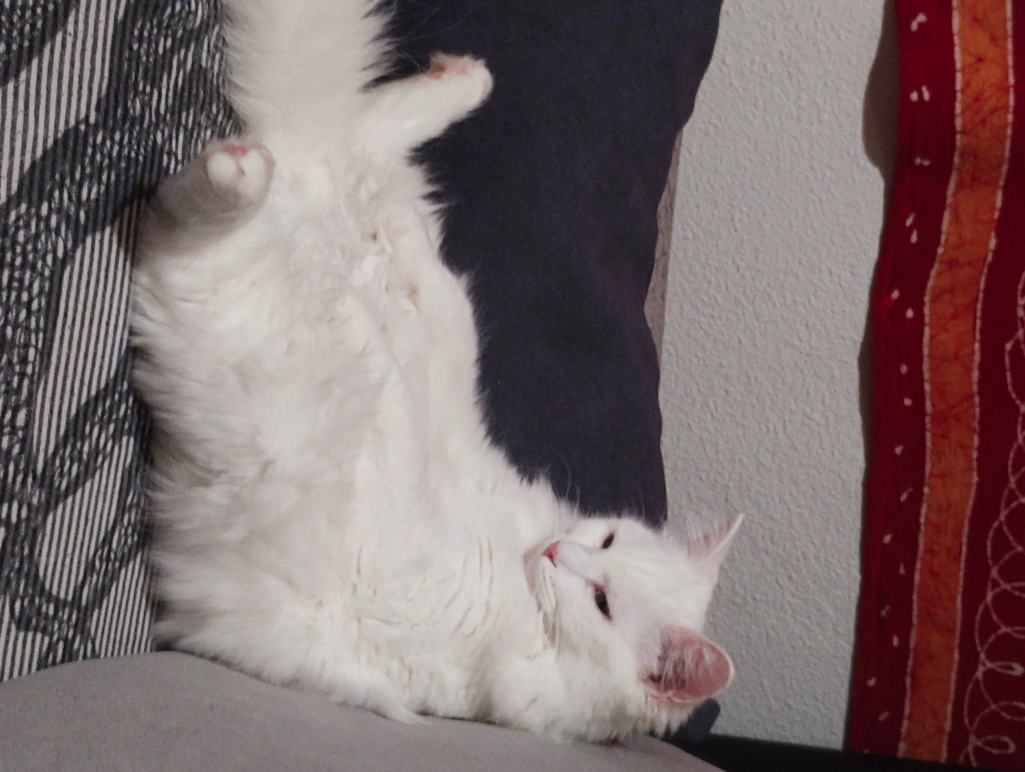 Cléopâtre participe au concours pour gagner de l'argent avec cette photo : carnivore, cat, claw, comfort, curtain, domestic_short_haired_cat, felidae, fur, paw, small_to_medium_sized_cats, snout, tail, whiskers