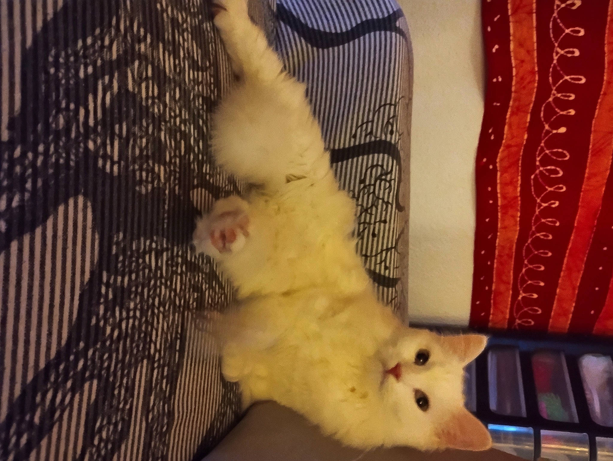 Cléopâtre participe au concours pour gagner de l'argent avec cette photo : canidae, carnivore, cat, comfort, companion_dog, curtain, dog_breed, domestic_short_haired_cat, fawn, felidae, fur, japanese_spitz, room, samoyed, small_to_medium_sized_cats, snout, spitz, tail, whiskers, wood