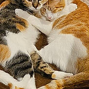 Marbles is registered to the contest to win money with this photo: animal, bed, carpet, cat, cat_bed, cats, companion, cozy, cute, domestic_cat, feline, fur, hugging, indoor, orange_cat, pet, resting, sleeping, tabby, white_fur