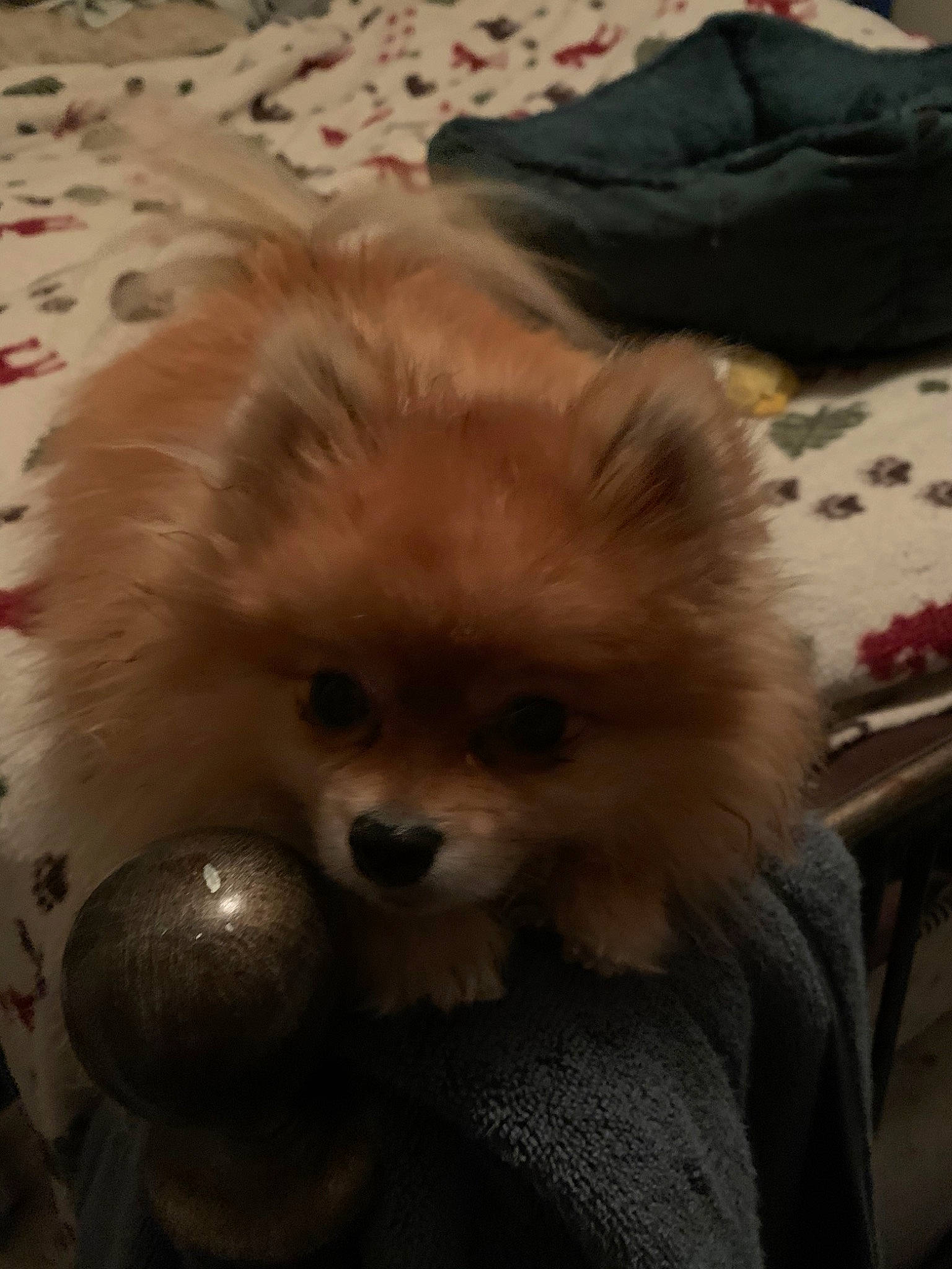 Pluto joined the competition — help win amazing prizes! canidae, carnivore, companion_dog, dog, dog_breed, fawn, fur, german_spitz, german_spitz_klein, german_spitz_mittel, mammal, non_sporting_group, pomeranian, puppy, snout, spitz, toy_dog, vertebrate, volpino_italiano, whiskers