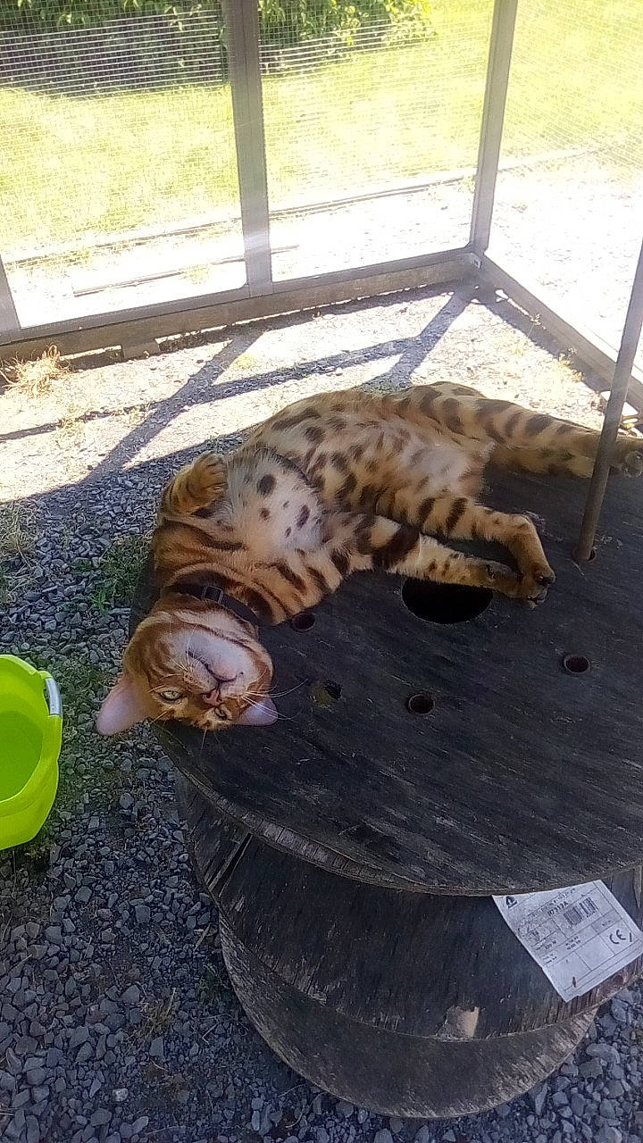 Minos a rejoint le concours — aidez-le/la à gagner de superbes lots ! big_cats, carnivore, cat, claw, felidae, fence, fur, paw, shade, shadow, small_to_medium_sized_cats, tabby_cat, terrestrial_animal, tiger, whiskers, zoo