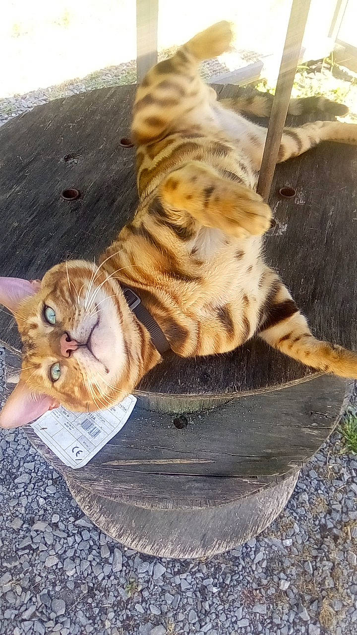 Minos a rejoint le concours — aidez-le/la à gagner de superbes lots ! carnivore, cat, domestic_short_haired_cat, felidae, fur, small_to_medium_sized_cats, snout, tabby_cat, terrestrial_animal, vertebrate, whiskers