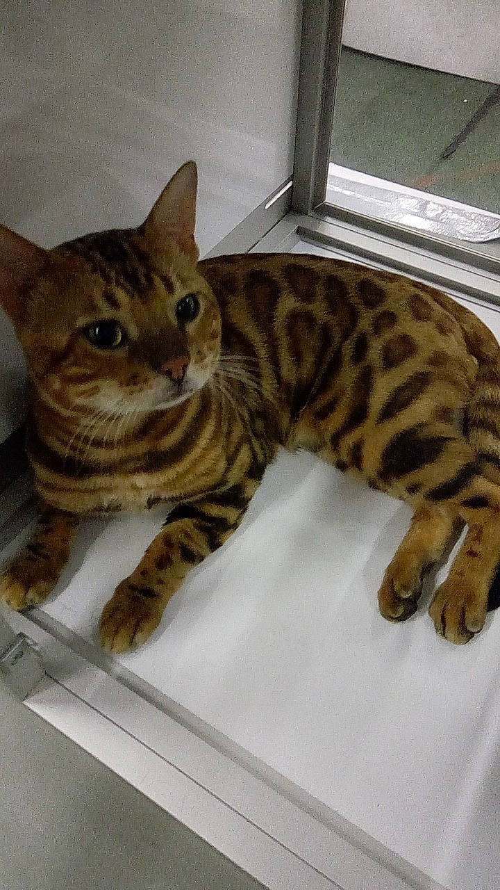 Minos a rejoint le concours — aidez-le/la à gagner de superbes lots ! beige, carnivore, cat, claw, domestic_short_haired_cat, fawn, felidae, fur, kitten, paw, small_to_medium_sized_cats, snout, tabby_cat, tail, terrestrial_animal, vertebrate, whiskers