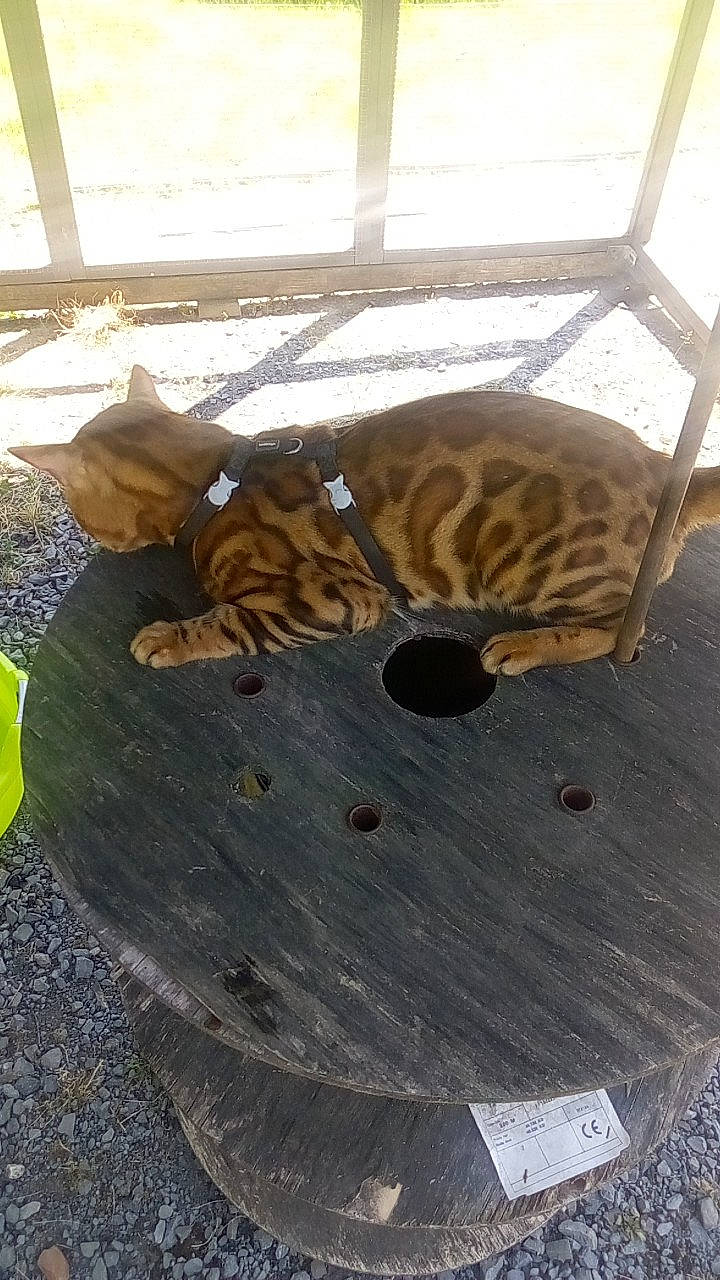 Minos a rejoint le concours — aidez-le/la à gagner de superbes lots ! carnivore, cat, daylighting, felidae, fur, hat, natural_material, small_to_medium_sized_cats, sun_hat, tabby_cat, tail, terrestrial_animal, whiskers