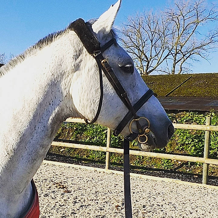 Tia Vh Migrosveld Z a rejoint le concours — aidez-le/la à gagner de superbes lots ! art, bit, bridle, halter, horse, horse_supplies, horse_tack, liver, livestock, mane, mare, mustang_horse, pack_animal, recreation, rein, sky, snout, sorrel, stallion