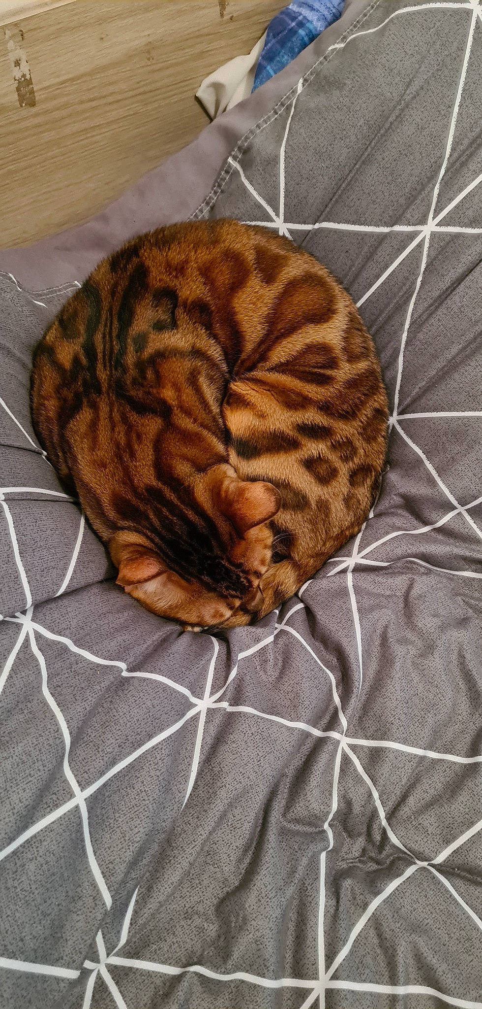 Minos participe au concours pour gagner de l'argent avec cette photo : carnivore, cat, cat_bed, cat_supply, comfort, domestic_short_haired_cat, fawn, felidae, fur, linens, nap, pattern, pet_supply, small_to_medium_sized_cats, snout, tail, terrestrial_animal, textile, whiskers, wood