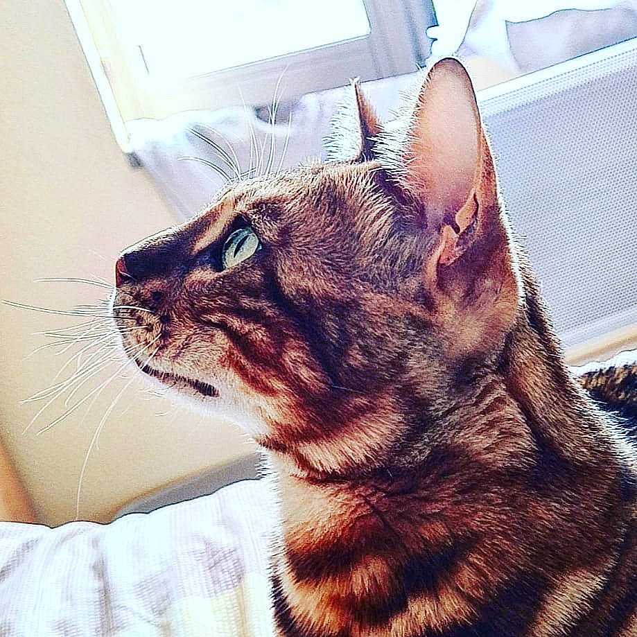 Minos participe au concours pour gagner de l'argent avec cette photo : carnivore, cat, claw, domestic_short_haired_cat, ear, felidae, flowerpot, fur, houseplant, metal, paw, plant, small_to_medium_sized_cats, snout, square, tail, terrestrial_animal, whiskers, wildlife, window