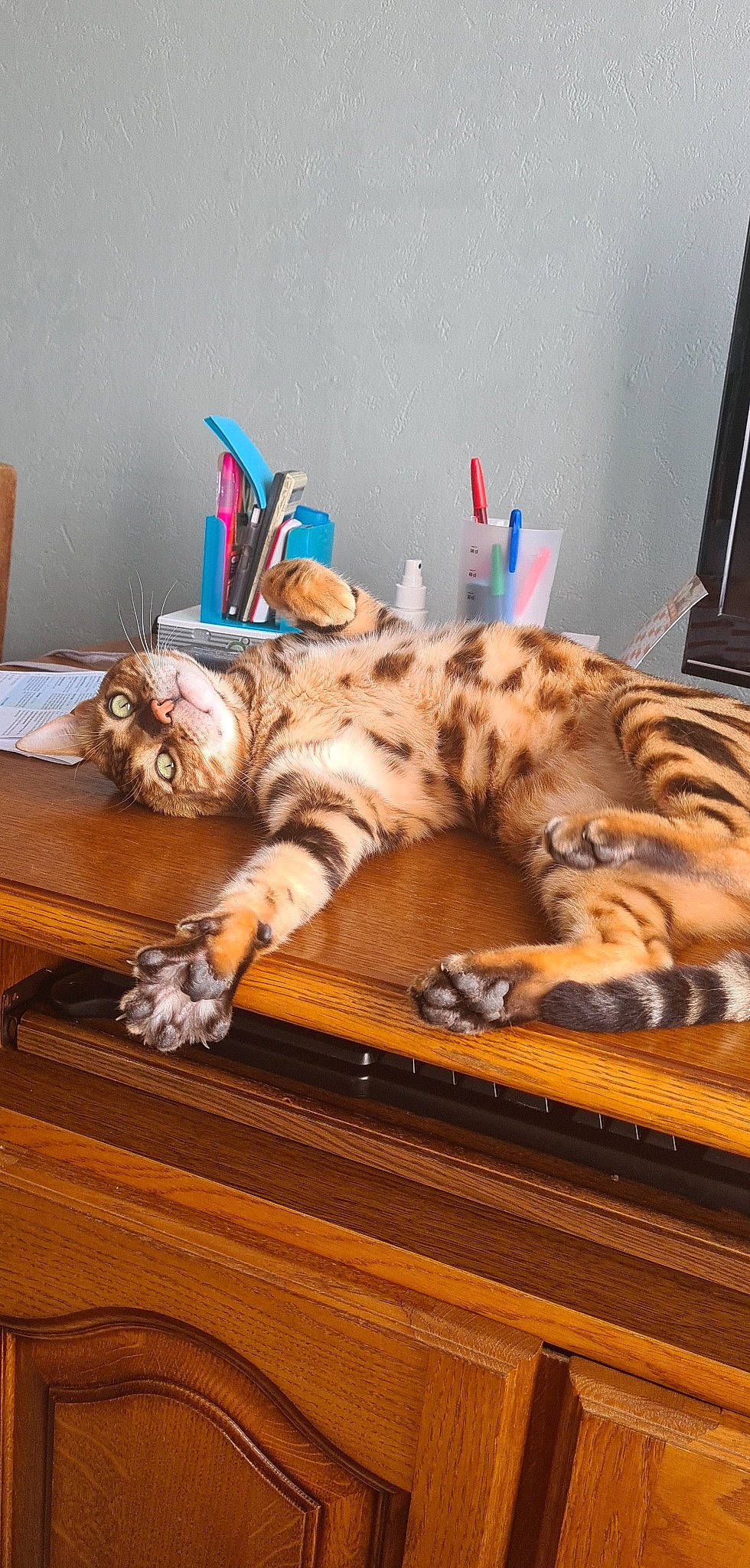 Minos a rejoint le concours — aidez-le/la à gagner de superbes lots ! carnivore, cat, cat_supply, comfort, domestic_short_haired_cat, felidae, flooring, fur, hardwood, mammal, nap, paw, room, small_to_medium_sized_cats, table, tail, terrestrial_animal, vertebrate, whiskers, wood