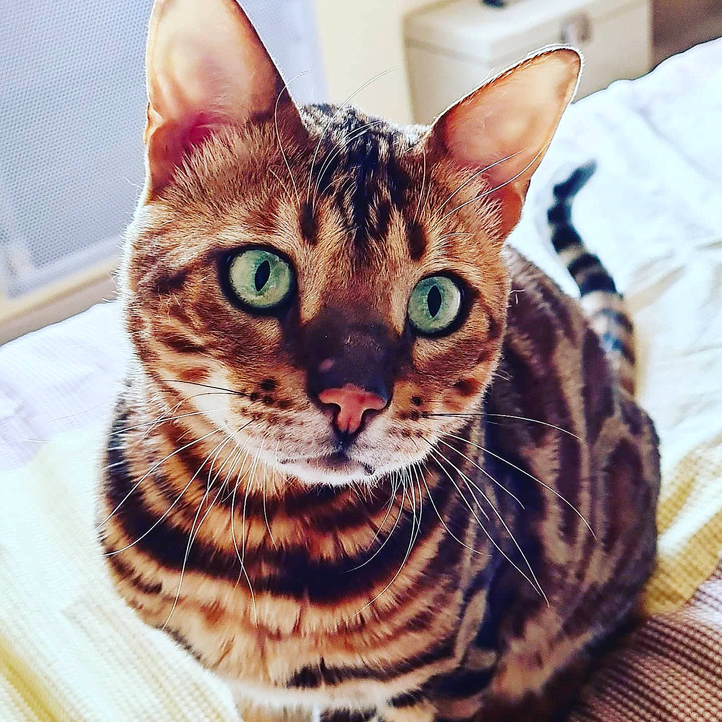 Minos participe au concours pour gagner de l'argent avec cette photo : carnivore, cat, domestic_short_haired_cat, felidae, fur, home_appliance, iris, kitchen_appliance, pattern, small_to_medium_sized_cats, snout, terrestrial_animal, wall_socket, whiskers, wildlife