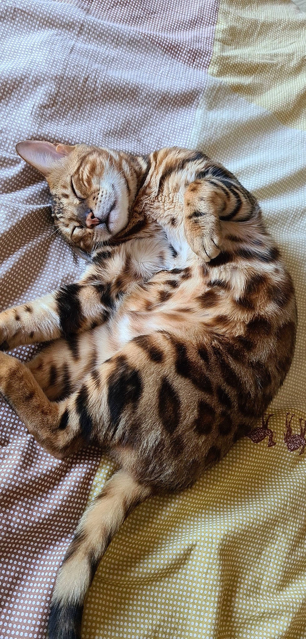 Minos a rejoint le concours — aidez-le/la à gagner de superbes lots ! bed, carnivore, cat, cat_bed, claw, comfort, domestic_short_haired_cat, fawn, felidae, fur, nap, paw, sleep, small_to_medium_sized_cats, snout, tail, terrestrial_animal, whiskers, wood