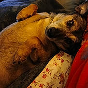Albert joined the competition — help win amazing prizes! animal, bed, blanket, canine, closeup, comfort, cozy, cute, dog, floral_pattern, fur, indoor, lying_down, paws, pet, relaxed, resting, sleepy, snuggle, warm