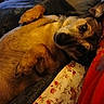 animal, bed, blanket, canine, closeup, comfort, cozy, cute, dog, floral_pattern, fur, indoor, lying_down, paws, pet, relaxed, resting, sleepy, snuggle, warm