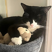 Jojo is registered to the contest to win money with this photo: cat, black_and_white, stuffed_toy, monkey_toy, cozy, sleeping, pet, whiskers, paws, soft_bed, indoor, cute, feline, relaxed, close_up, animal, domestic, resting, toy, nap