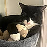 cat, black_and_white, stuffed_toy, monkey_toy, cozy, sleeping, pet, whiskers, paws, soft_bed, indoor, cute, feline, relaxed, close_up, animal, domestic, resting, toy, nap