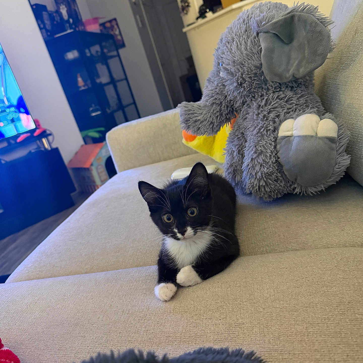 Toby is registered to the contest to win money with this photo: kitten, cat, black_and_white, stuffed_animal, elephant, couch, living_room, furniture, indoor, pet, animal, cute, whiskers, fur, relaxing, home, toy, sitting, curious, cozy