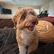 Mojo joined the competition — help win amazing prizes! dog, pet, curly_fur, brown_and_white, happy, indoors, couch, blanket, living_room, ceiling_fan, television, holiday_decor, furniture, cozy, fur, canine, smiling, domestic, animal, home