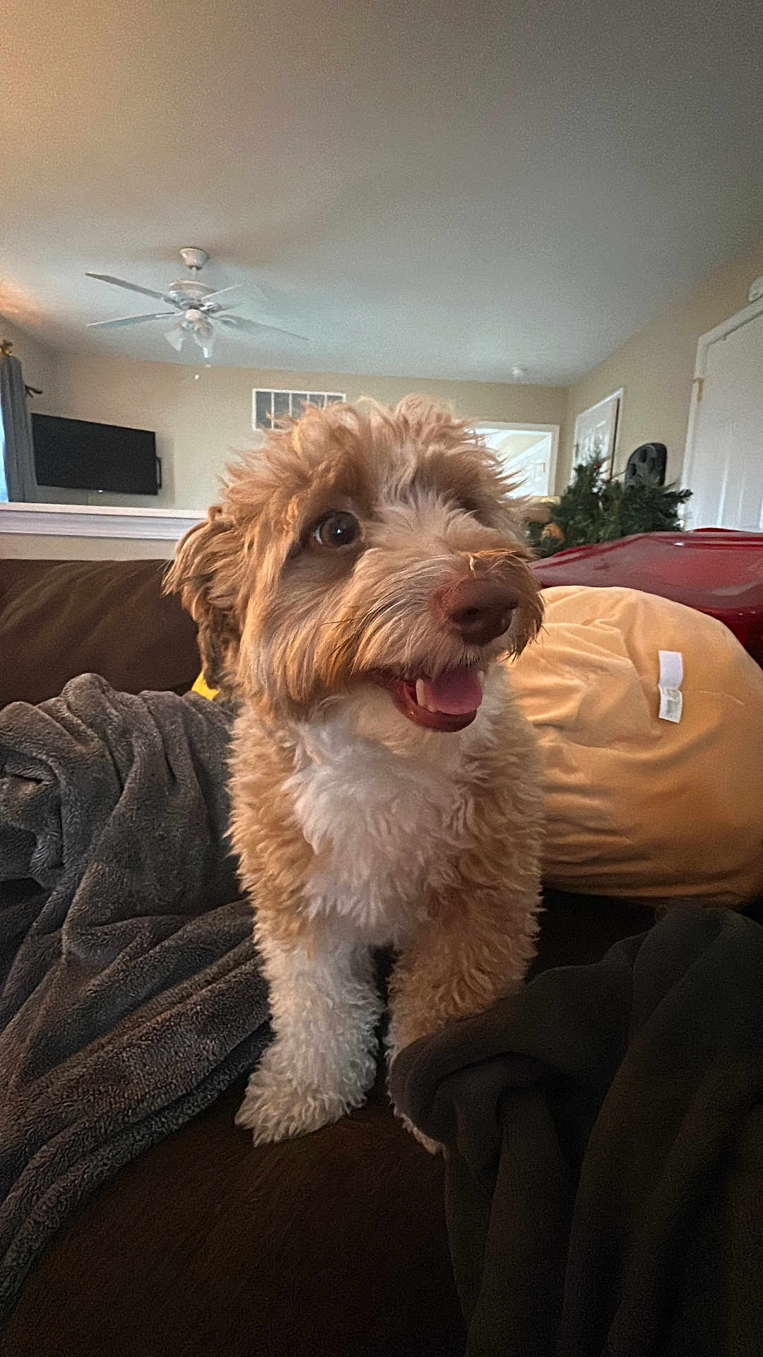 Mojo joined the competition — help win amazing prizes! dog, pet, curly_fur, brown_and_white, happy, indoors, couch, blanket, living_room, ceiling_fan, television, holiday_decor, furniture, cozy, fur, canine, smiling, domestic, animal, home