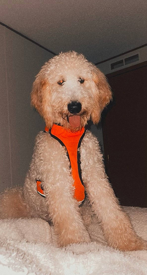 Benji is registered to the contest to win money with this photo: canidae, carnivore, companion_dog, dog, dog_breed, dog_clothes, dog_collar, dog_supply, fawn, fur, labradoodle, maltepoo, pet_supply, poodle, snout, sporting_group, terrier, toy_dog, water_dog, working_animal