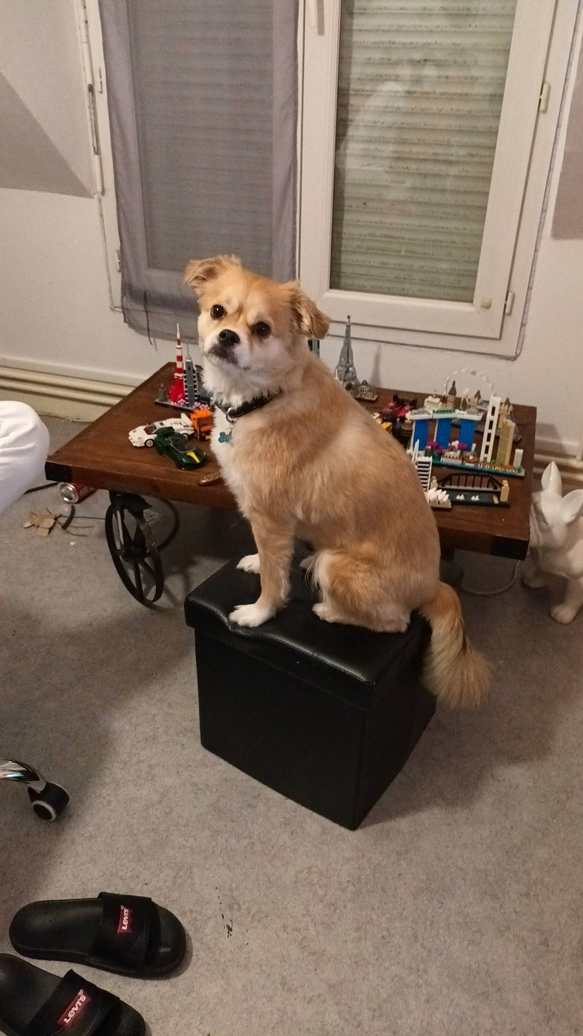 Rio participe au concours pour gagner de l'argent avec cette photo : carnivore, collar, companion_dog, dog, dog_breed, dog_supply, fawn, floor, flooring, fur, hardwood, pet_supply, snout, spitz, sporting_group, tail, toy_dog, volpino_italiano, window, working_animal