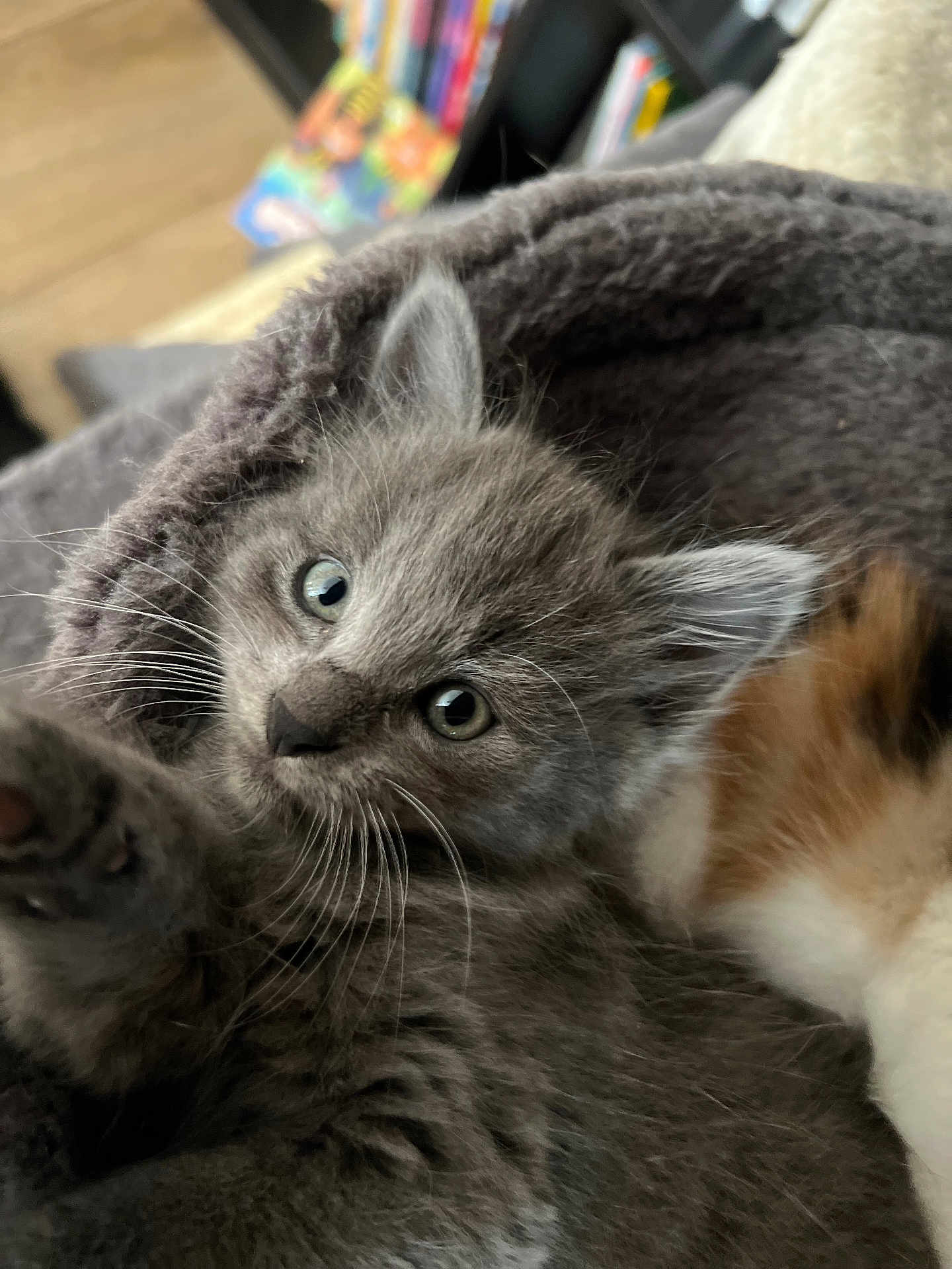 Grigri a rejoint le concours — aidez-le/la à gagner de superbes lots ! kitten, cat, gray_cat, fur, whiskers, paw, blanket, cozy, indoor, cute, pet, animal, snuggling, soft, young_cat, closeup, portrait, feline, domestic_cat, sleeping_area
