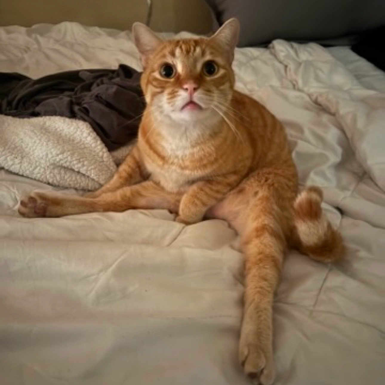 Genji joined the competition — help win amazing prizes! animal, bed, blanket, cat, cozy, cute, domestic_cat, ears, eyes, feline, fur, indoor, looking, mammal, orange_tabby, pet, pillow, resting, sitting, whiskers